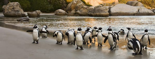 african penguin shutterstockRF 159274712.jpg